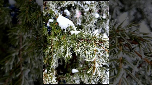 10-02-2025 Можжевельник в инее