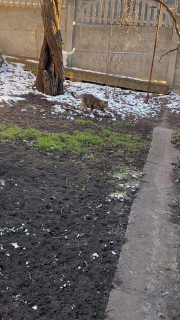 Котики с радостью бегают