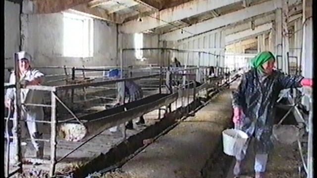 животноводство п.Факел 2003г