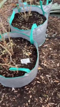 Пересадили голубику сорта Дюк в контейнеры на площадке. #фермер #агроном