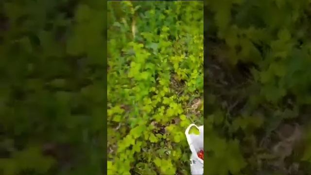 #вкусная черешня