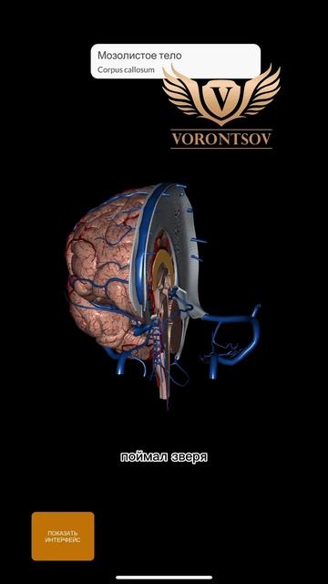 Интересная анатомия. Воронцов Роман #саморегуляция