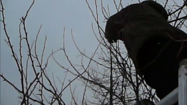 черенки китайки 30 января