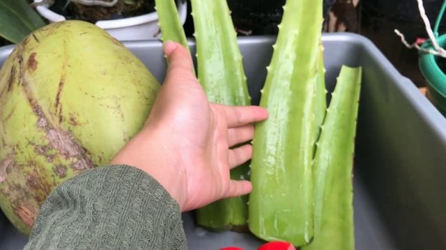 CARA MEMBUAT PUPUK ANGGREK BAHAN ORGANIK