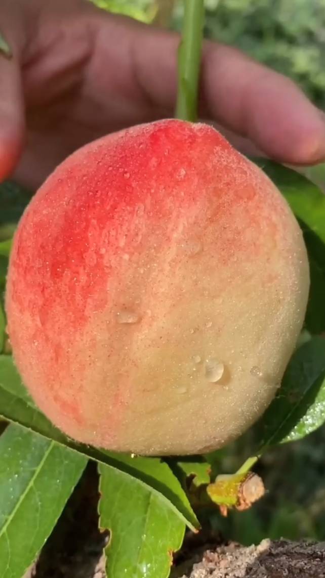 🍉🥭🍏🍑🍊Самые ВКУСНЫЕ и АППЕТИТНЫЕ фрукты! #shorts #garden #советы