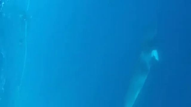 Minke Whales