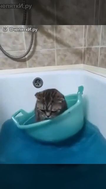 Кота штормит