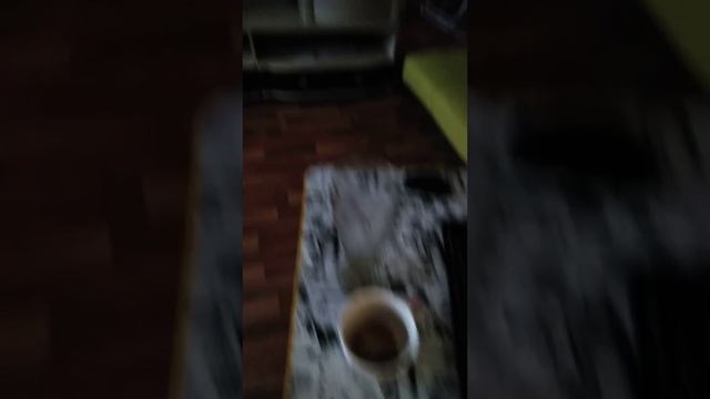 Мой котик