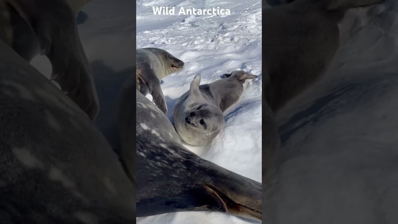 Wild Antartica. 27.11.24. Progress Station.
