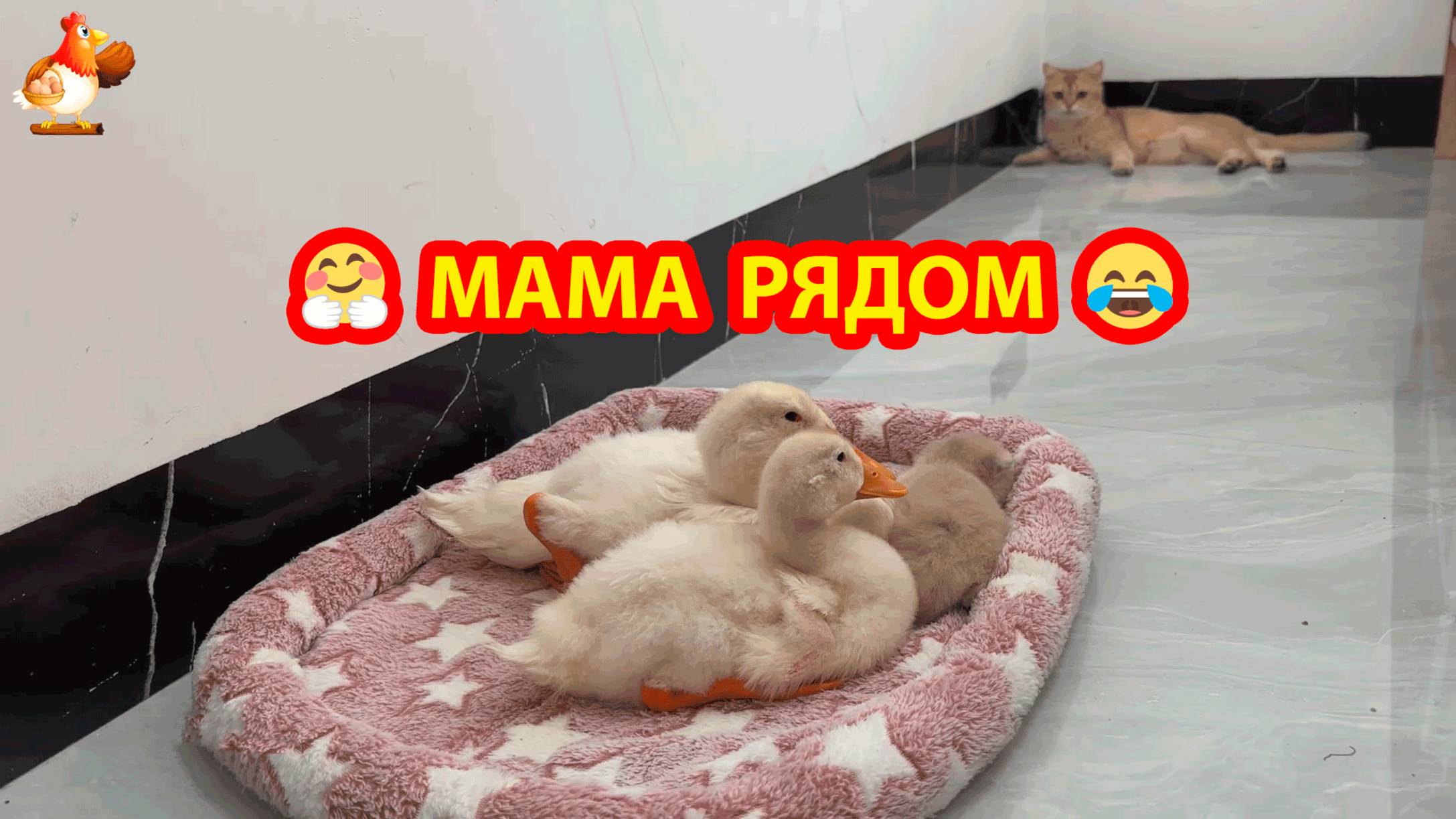 Котенок и два Утенка отдыхают в лежаночке и уставшая Мама рядом с ними ❣️🥰😂