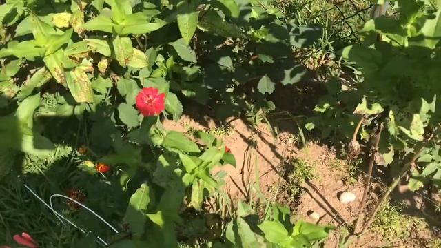 Цветочки на внутренним дворе ‘’My Backyard ‘’
