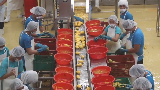SOMOS goes to the Philippines- Mango Factory Tour in Cebu, Philippines