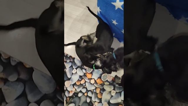 VID_20250210075433.mp4