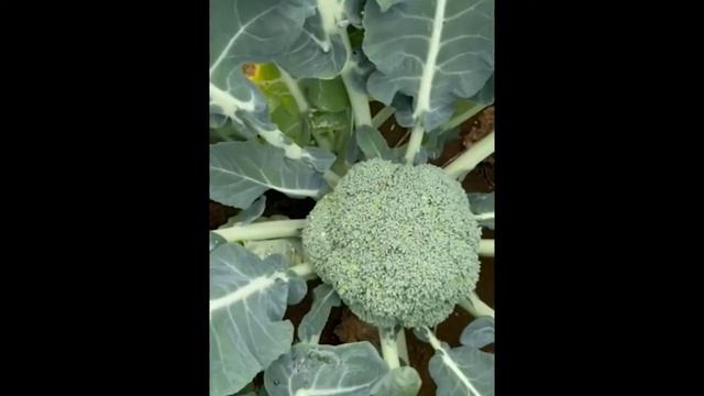 Fairbanks Seeds - Gongga F1 Broccoli
