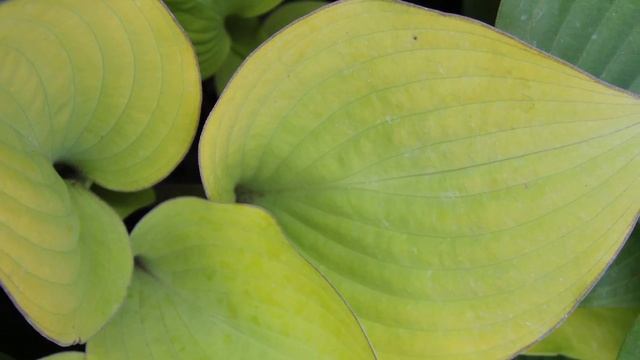The Future of Hostas | Volunteer Gardener