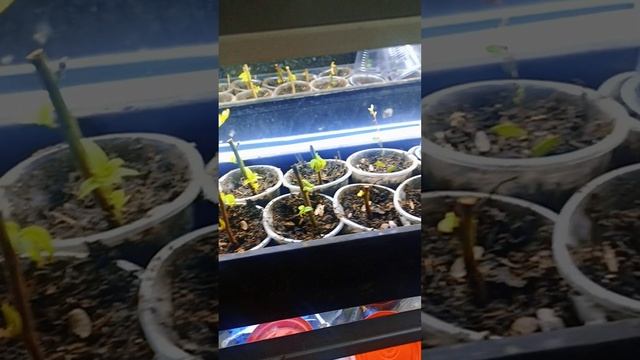 мои новые сорта клюквы и скорость укоренения их черенков 😉. Прошла всего неделя