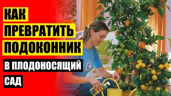 Лимон дома в горшке купить 👌 Посадить лимон дома