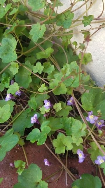 How to identify garden species: Ivy-leaved Toadflax (Cymbalaria muralis)