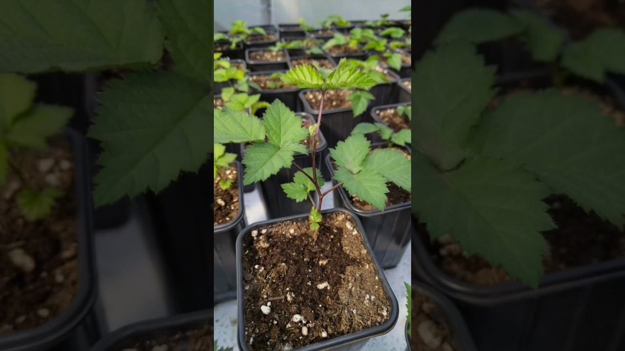 Саженцы ежевики Кэддо на 5.04.2024 89888902534