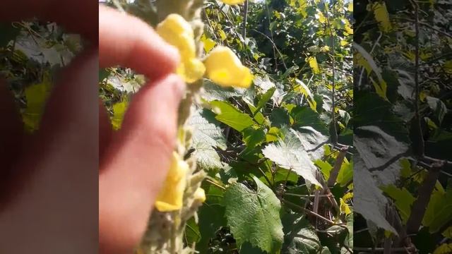 Цветок  коровяк густоцветковый серия635