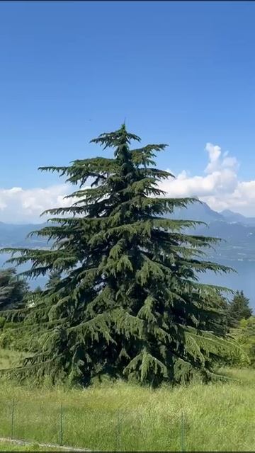 А скоро весна... Озеро Гарда в Италии