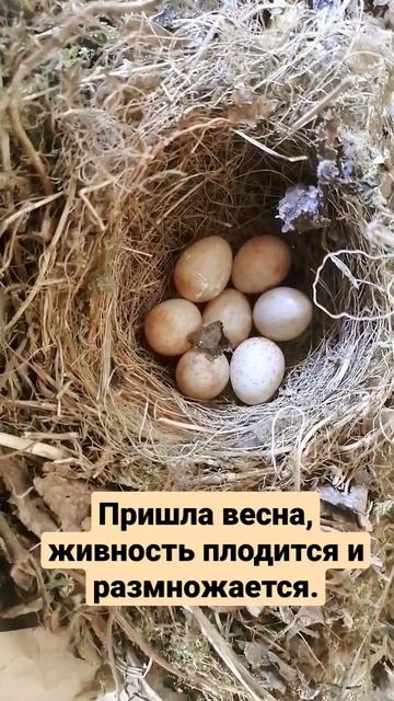Весна пришла, живность плодится и размножается #shorts