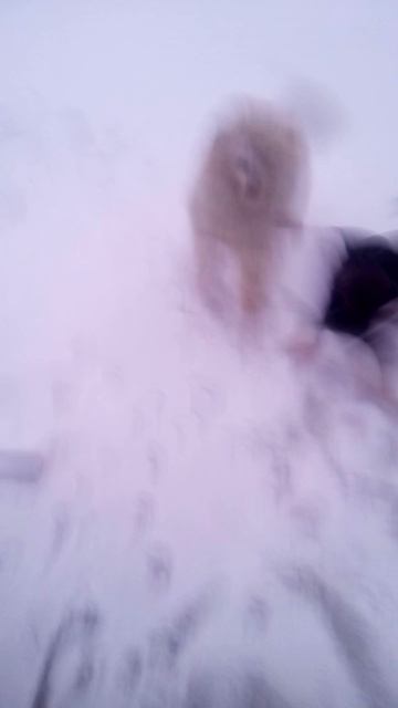 VID_20250209_184758.3gp