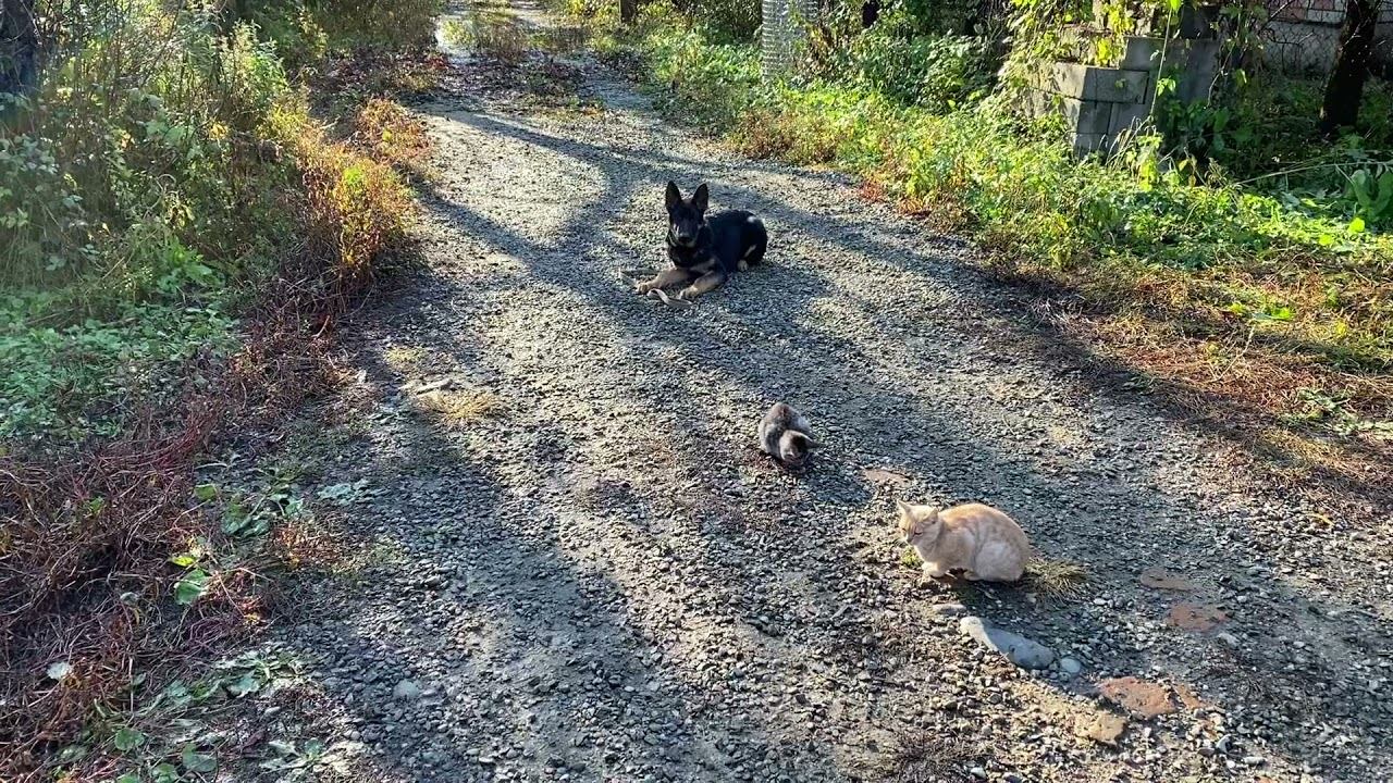 Немецкая овчарка 4 месяца Макс! Команда лежать с котами! Железная выдержка!