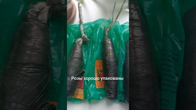 обзор саженцев роз из магазина Светофор