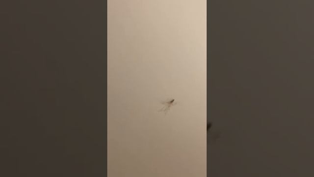 Daddy! I Found a GIANT Daddy Long Legs!! | Northern Ireland 2021 | Spider Monsters
