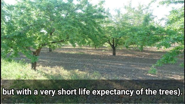 Growing Almond Trees for Profit