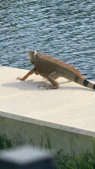 12283205_1080_1920_60fps