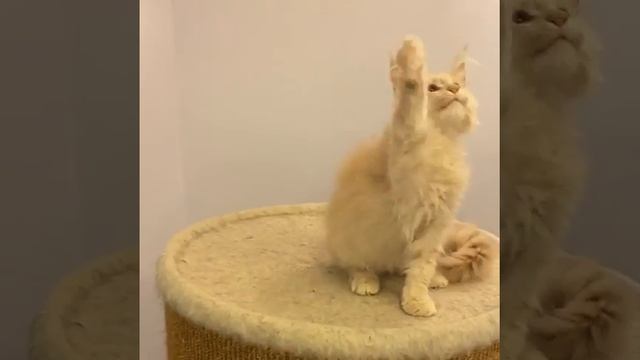 Котёнок породы Мейн кун