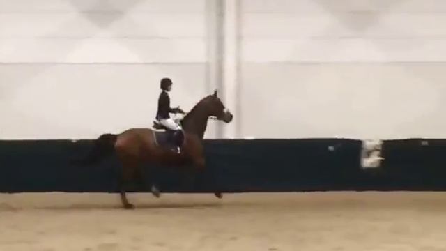Elys (Winningmood x Lys de darmen) @KGP BOCHOLT