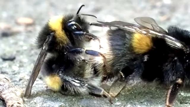 bumblebee doing it's stuff!