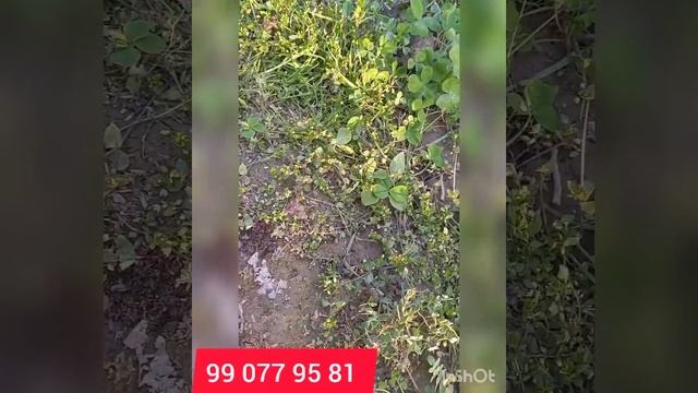 санграободга 1кв олиб келдик