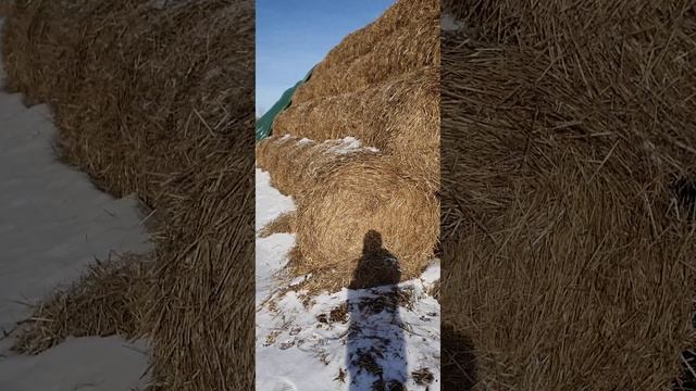 Защитный флис для сена и соломы типа ПраймТэкс, Лелаф. КФХ Карапетян Арман Арутюнович, город Самара
