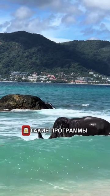 🐘 УДИВИТЕЛЬНЫЕ СЛОНЫ В ТАИЛАНДЕ | #shorts