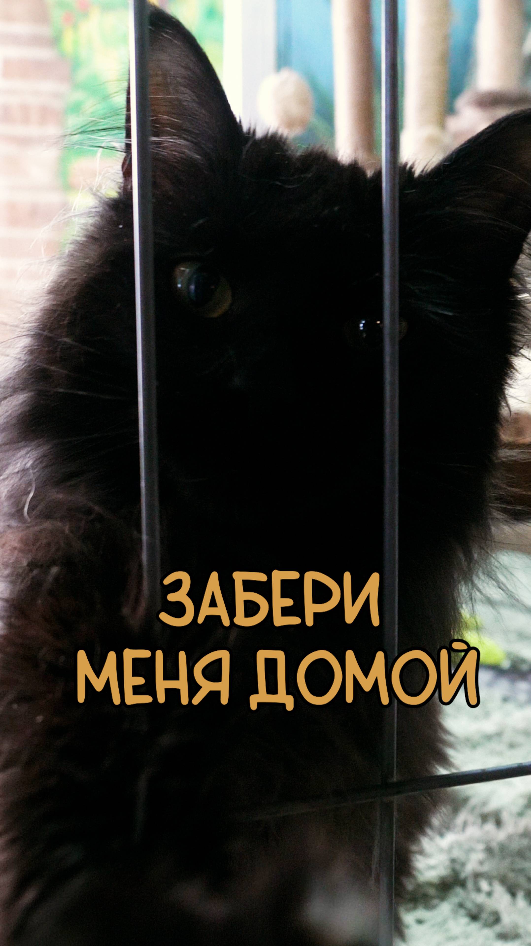 Мечты о доме.