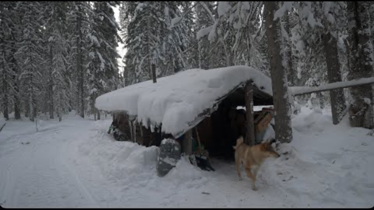 Приехали в избушку , почистили снег ,поймали соболя и добыли лося с подхода