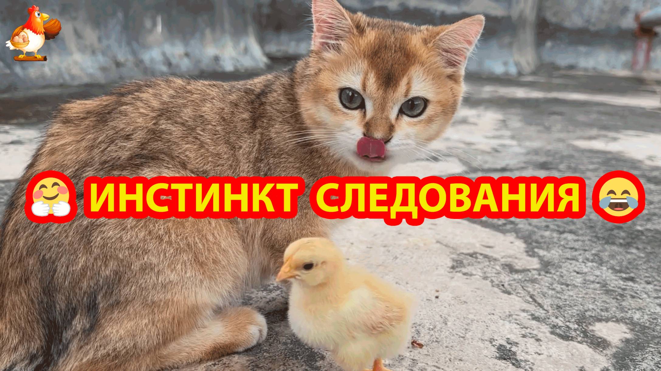 Инстинкт следования есть у всех домашних птиц ❣️🥰😂