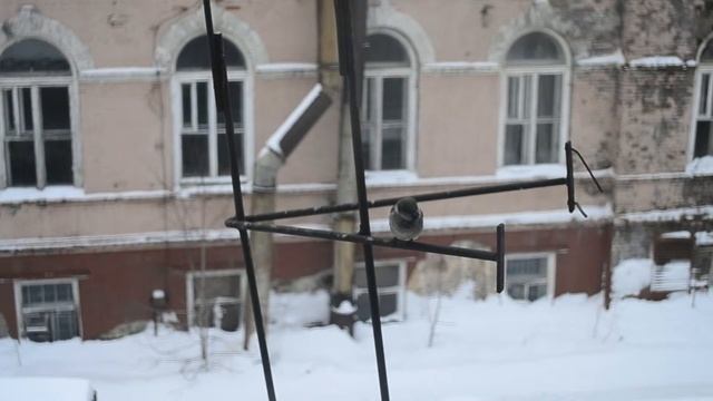 птички