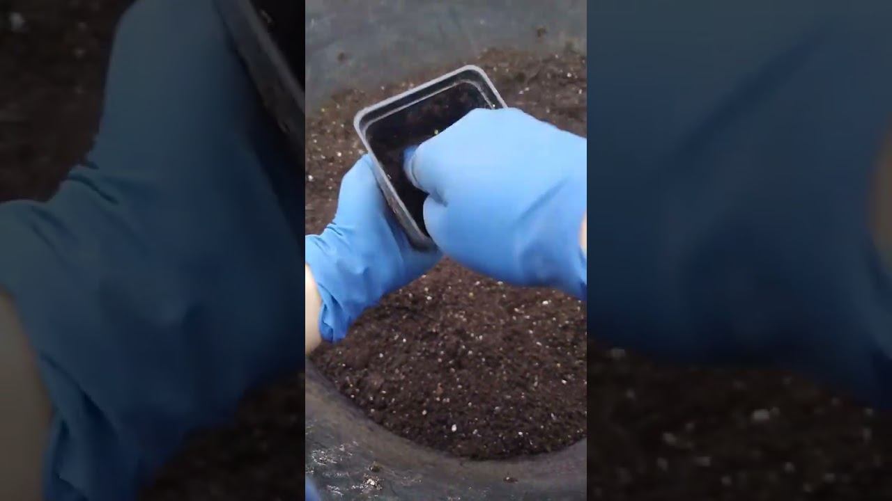 Набиваем стаканы для посадки саженцев