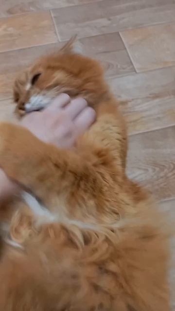 Хотела погладить, но начался бой...