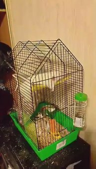 Мои крысы. Белый Коля, Серо-белый Федя.