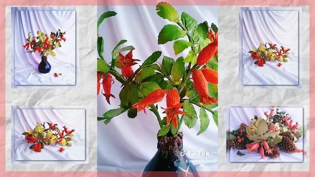 Обзор.Шиповник своими руками.