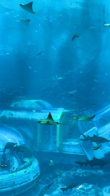 ОАЭ , Абу-Даби SeaWorld