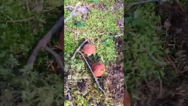 Моховичек+подосиновички=красота#Mokhoviček + boletus = beauty #sorts #лес #forest
