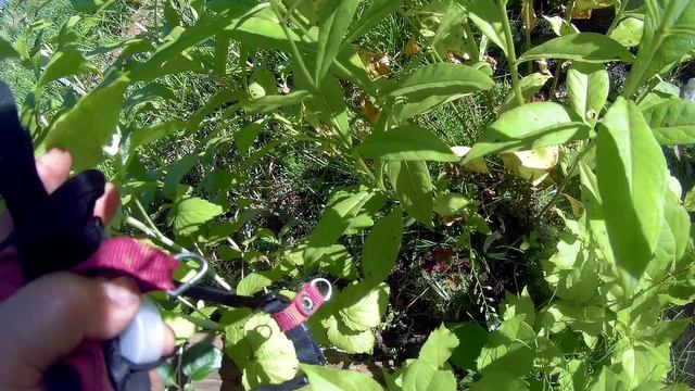 выращивание малины джевел17г