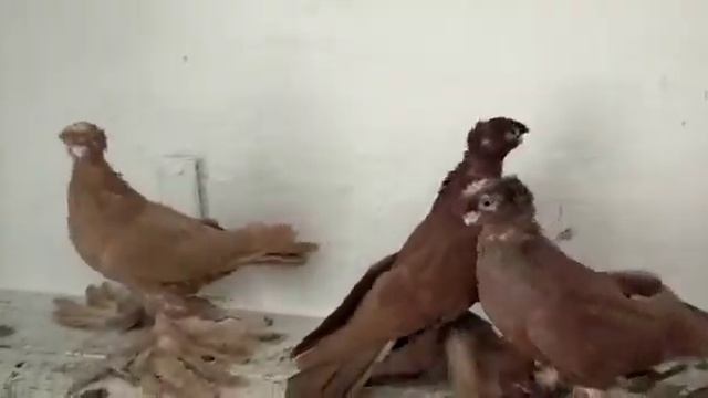 Голуби Декоративные двухчуби.